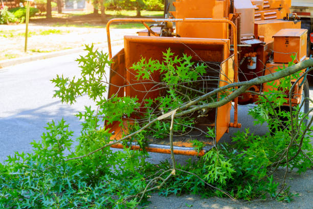 How Our Tree Care Process Works  in  Yulee, FL